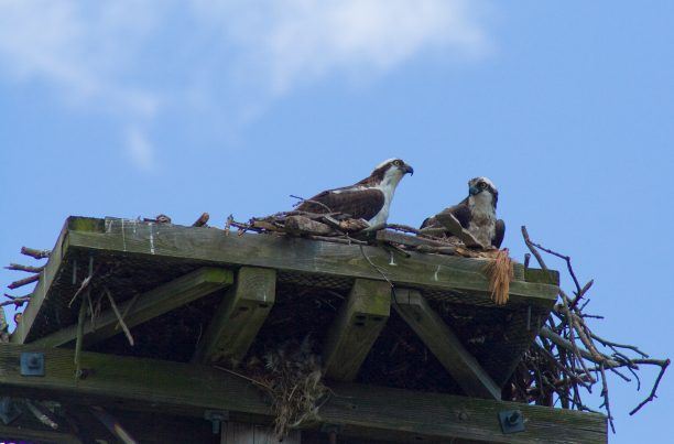 Figure 9: Osprey nest at Groton Utilities Operations Complex